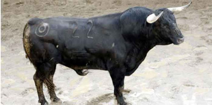 El primer toro de Montalvo que se lidiará esta tarde en la Maestranza.