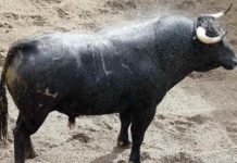 El toro de la despedida de los ruedos hoy de Espartaco. (FOTO: Toromedia)