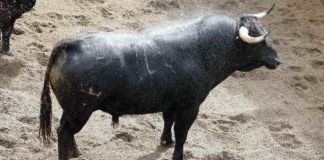 El toro de la despedida de los ruedos hoy de Espartaco. (FOTO: Toromedia)