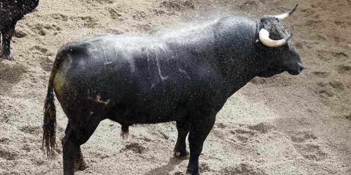 El toro de la despedida de los ruedos hoy de Espartaco. (FOTO: Toromedia)