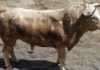 El segundo de los toros de Torrestrella que se lidiarán esta tarde en la Maestranza.