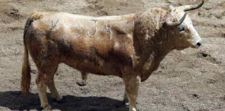 El segundo de los toros de Torrestrella que se lidiarán esta tarde en la Maestranza.