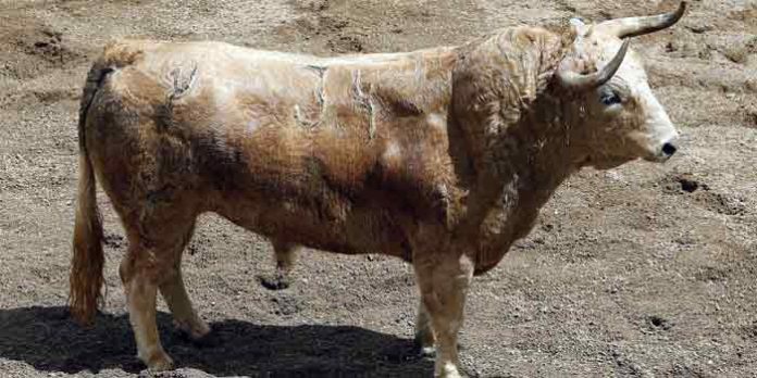 El segundo de los toros de Torrestrella que se lidiarán esta tarde en la Maestranza.