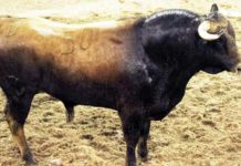 La muy escasa presentación de uno de los toros de Victoriano del Río para hoy en Sevilla, el número 50, primero de Enrique Ponce, impropio para Sevilla.