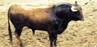 La muy escasa presentación de uno de los toros de Victoriano del Río para hoy en Sevilla, el número 50, primero de Enrique Ponce, impropio para Sevilla.
