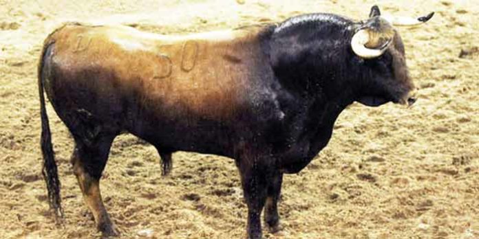 La muy escasa presentación de uno de los toros de Victoriano del Río para hoy en Sevilla, el número 50, primero de Enrique Ponce, impropio para Sevilla.