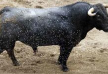 El primer toro de Victorino Martín para hoy en la Maestranza, justo de trapío.