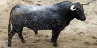El primer toro de Victorino Martín para hoy en la Maestranza, justo de trapío.