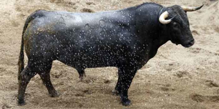 El primer toro de Victorino Martín para hoy en la Maestranza, justo de trapío.