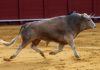 Toro de Cayetano Muñoz lidiado en la pasada Feria de Abril. (FOTO: Javier Martínez)