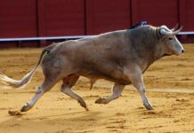 Toro de Cayetano Muñoz lidiado en la pasada Feria de Abril. (FOTO: Javier Martínez)