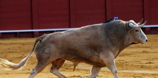 Toro de Cayetano Muñoz lidiado en la pasada Feria de Abril. (FOTO: Javier Martínez)