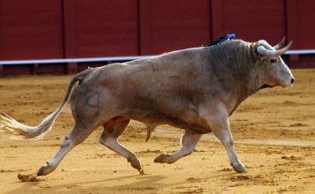Toro de Cayetano Muñoz lidiado en la pasada Feria de Abril. (FOTO: Javier Martínez)