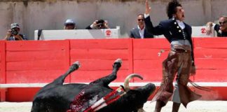 Alegría de Ventura al rodar el toro sin puntilla hoy esta mañana en Nimes. (FOTO: Roland Costedoat/Mundotoro)