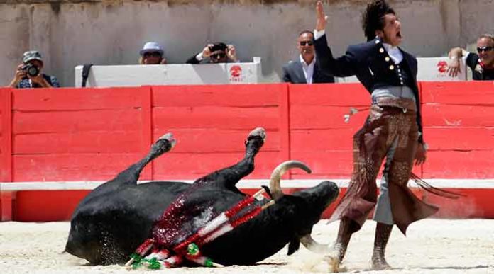 Alegría de Ventura al rodar el toro sin puntilla hoy esta mañana en Nimes. (FOTO: Roland Costedoat/Mundotoro)