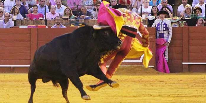 Momento de la tremenda voltereta de Pablo Aguado en el sexto novillo el pasado jueves en Sevilla. (FOTO: Javier Martínez)