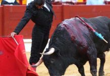 Un muletazo de Morante hoy en Alicante. (FOTO: Vigueras/mundotoro.com))