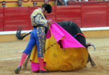 El excelente toreo de capote de Morante en Badajoz. (FOTO: Gallardo / badajoztaurina.com)