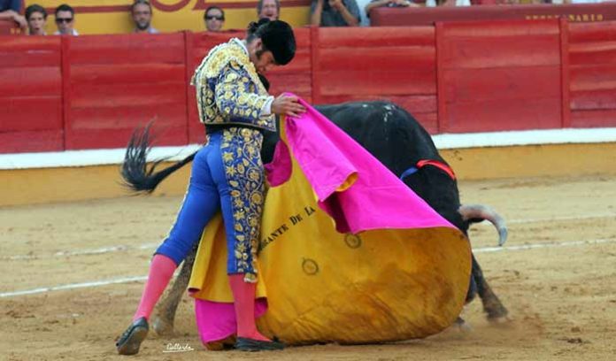 El excelente toreo de capote de Morante en Badajoz. (FOTO: Gallardo / badajoztaurina.com)