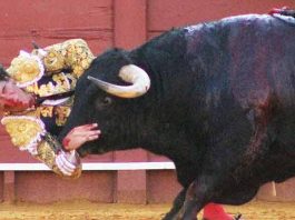 esau-fernandez-cogida