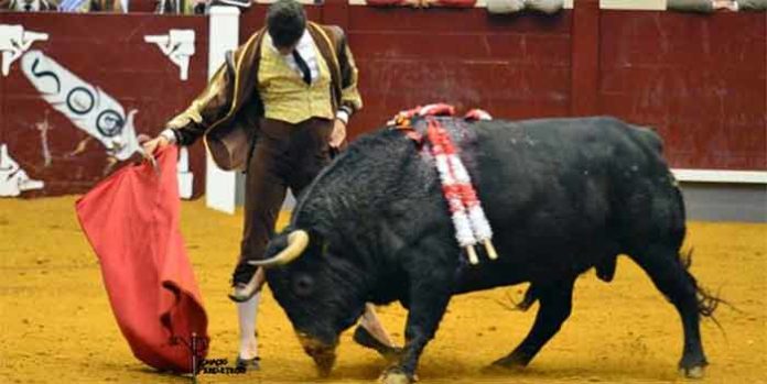 Inspirado derechazo de Daniel Luque esta tarde en Alba de Tiormes.