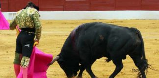 Espectacular toreo de capote de Morante en Zafra el pasado fin de semana. (FOTO: Gallardo / Badajoz Taurina)