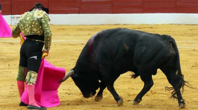 Espectacular toreo de capote de Morante en Zafra el pasado fin de semana. (FOTO: Gallardo / Badajoz Taurina)