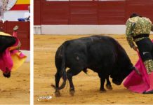 La fuerte voltereta de Morante en Zafra y su toreo sublime de capote. (FOTOS: Gallardo / Badajoz Taurina)