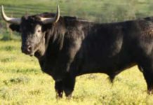 Toro de la ganadería sevillana de Albaserrada.