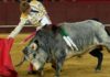 Derechazo de Borja Jiménez en el toro al que le ha cortado la oreja hoy en Valdemorillo. (FOTO: Julián López / mundotoro.com)