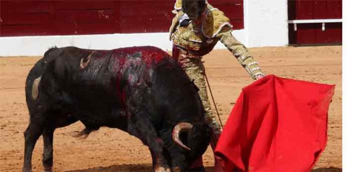 El sevillano Alfonso Cadaval toreando hoy en Olivenza. (FOTO: Gallardo/Badajoz Taurina)