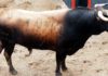 El primer toros de la tarde, el del regreso a Sevilla de Morante tras dos años de ausencia. (FOTO: Pagés)