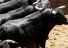 Toros de Fermín Bohórquez para la de rejones de hoy domingo.