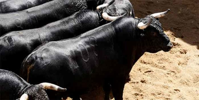 Toros de Fermín Bohórquez para la de rejones de hoy domingo.