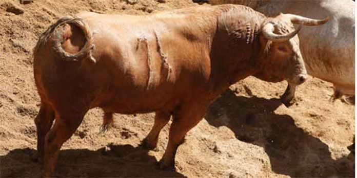 Un toro de Cuvillo para hoy en la Maestranza.