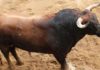 Toro de Fuente Ymbro para hoy en la Maestranza.