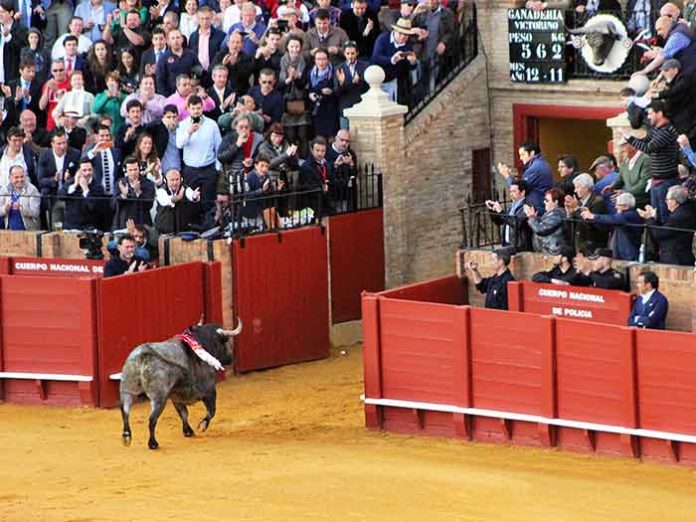 'Cobradiezmos' regresa a los corrales tras ser indultado.