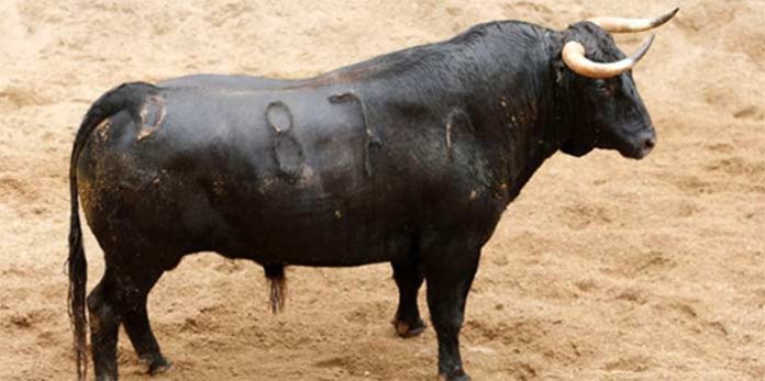 El primer toro de Jandilla que se lidiará esta tarde, para Morante.