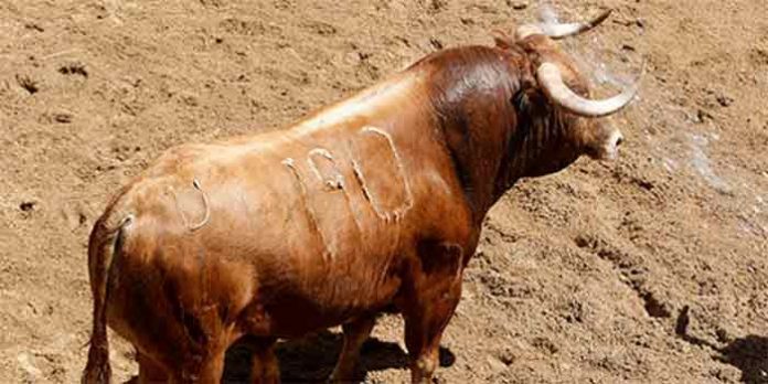 El primer toros de Juan Pedro Domecq que se lidiará esta tarde.