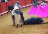 El picador, con un toro derrumbado al que no poder picar.