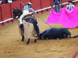 El picador, con un toro derrumbado al que no poder picar.