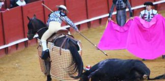 El picador, con un toro derrumbado al que no poder picar.