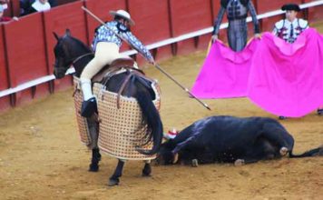 El picador, con un toro derrumbado al que no poder picar.