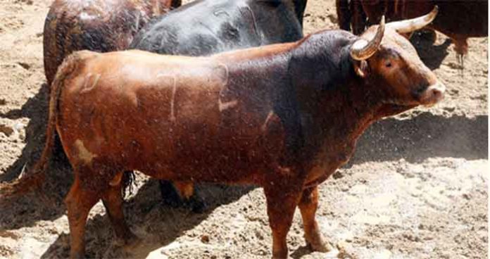 Primer toro de El Pilar que se lidiará esta tarde.