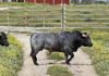 El toro de Victorino Martín indultado en la Maestranza, en el campo tras una nueva cura.