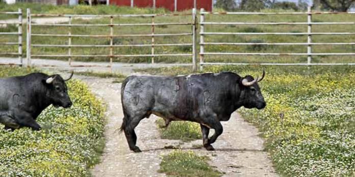 El toro de Victorino Martín indultado en la Maestranza, en el campo tras una nueva cura.