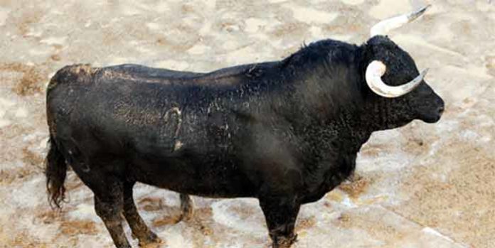 El primer toro de Las Ramblas que se lidiará hoy miércoles en la Maestranza.