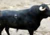 El primer toro de Torrestrella para hoy martes.