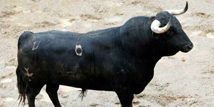 El primer toro de Torrestrella para hoy martes.