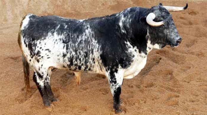 Uno de losm toros de Victoriano del Río que se lidiarán esta tarde.